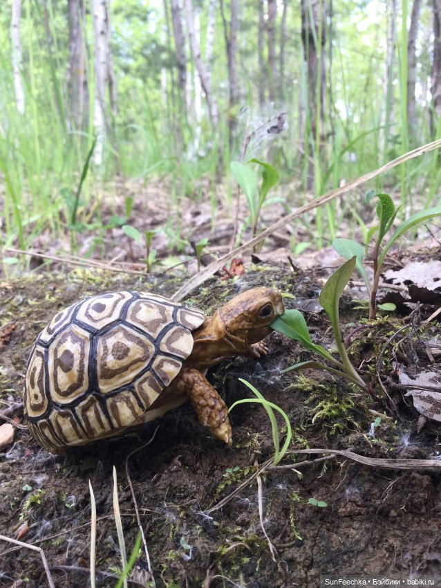 Черепашка Джордж на прогулке (фото 5)