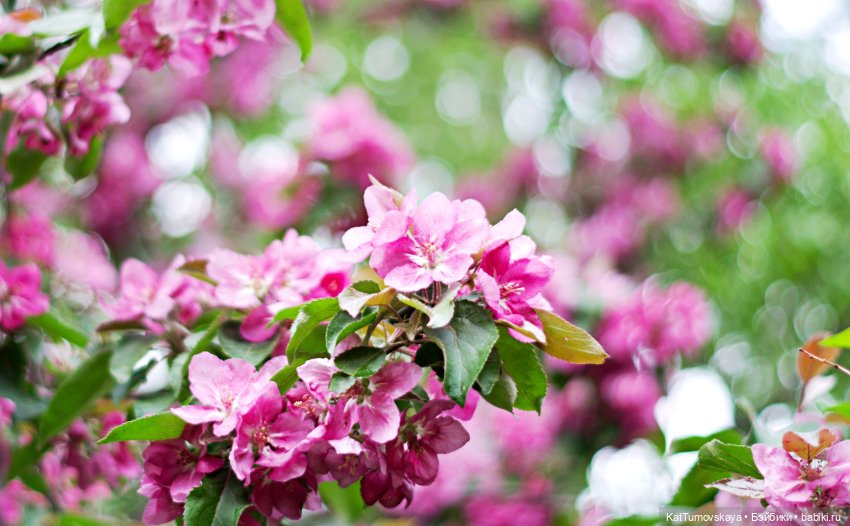 Радости пост, опять посвященный триниточкам