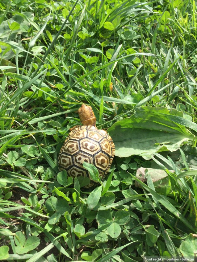 Черепашка Джордж на прогулке