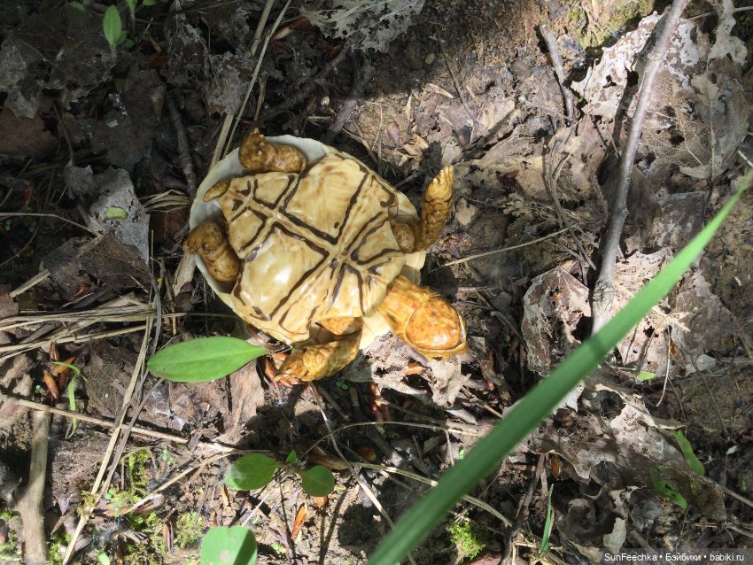Черепашка Джордж на прогулке (фото 6)