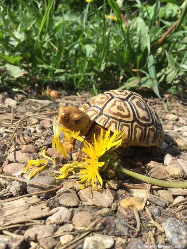 Черепашка Джордж на прогулке (фото 3)