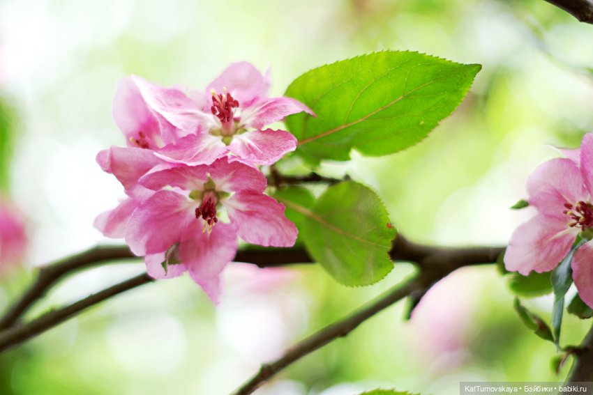 Радости пост, опять посвященный триниточкам (фото 2)