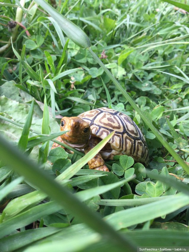 Черепашка Джордж на прогулке (фото 2)