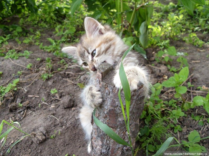 Улыбнитесь! И вас сфотографирует маленькая Роми
