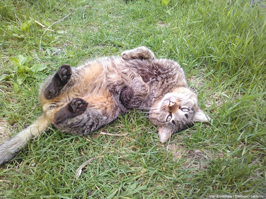 Улыбнитесь! И вас сфотографирует маленькая Роми
