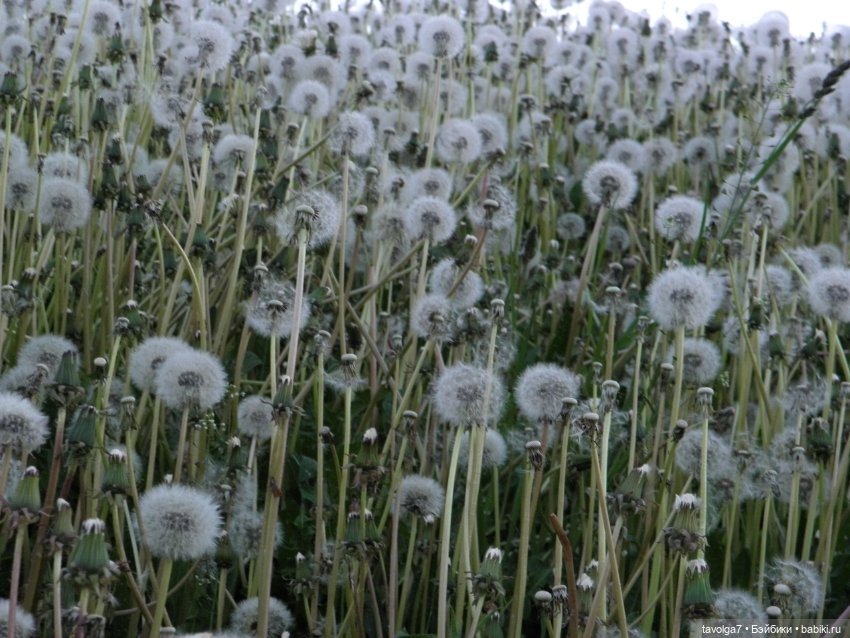 "Королева Одуванчиковых Фей."