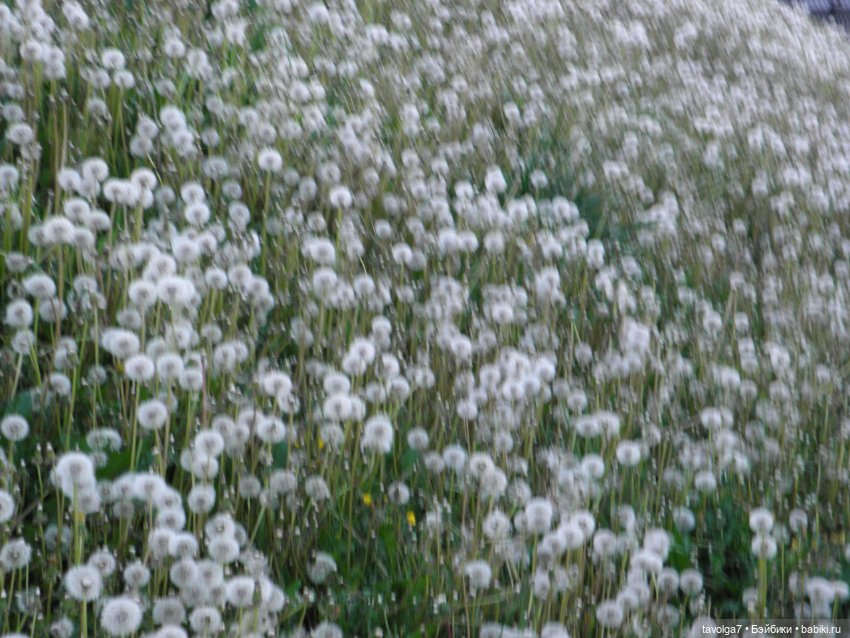 "Королева Одуванчиковых Фей."