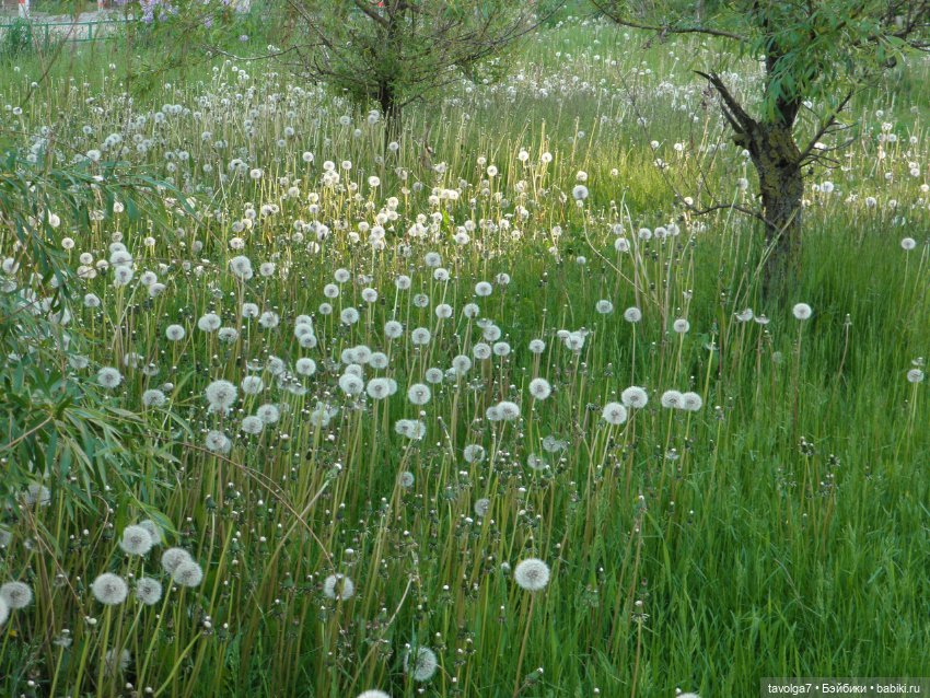 "Королева Одуванчиковых Фей." (фото 5)