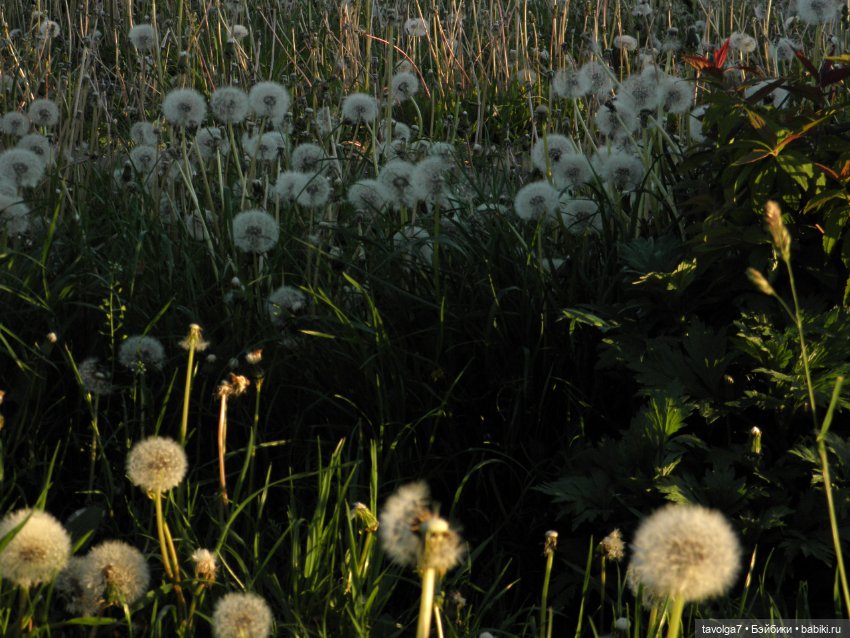 "Королева Одуванчиковых Фей."