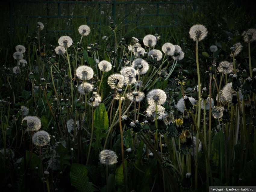 "Королева Одуванчиковых Фей." (фото 3)