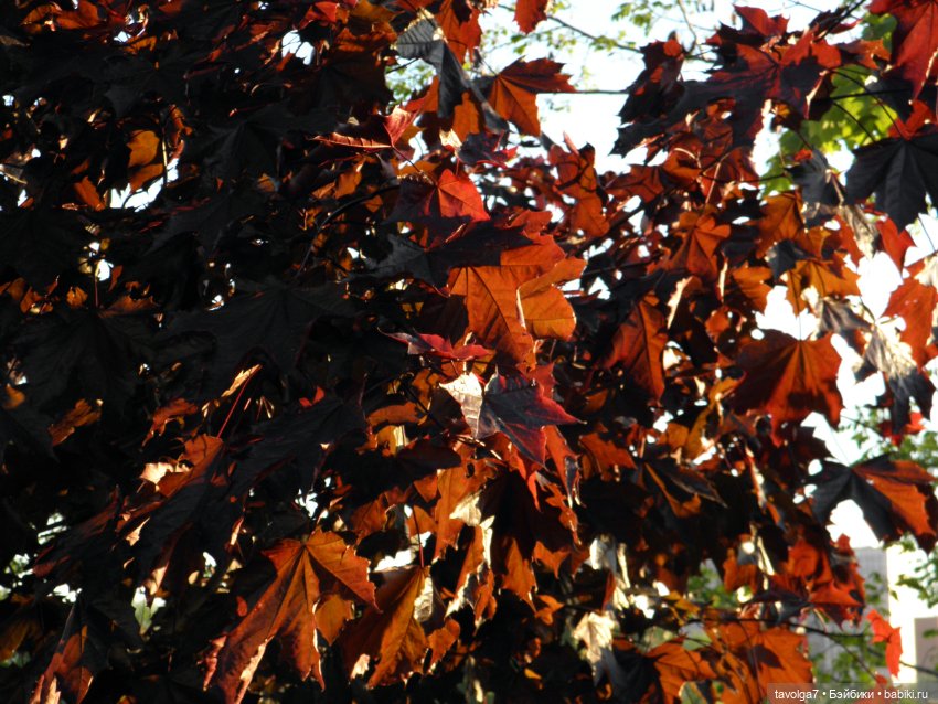 "Королева Одуванчиковых Фей."