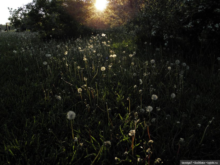 "Королева Одуванчиковых Фей." (фото 6)