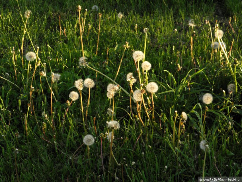 "Королева Одуванчиковых Фей."