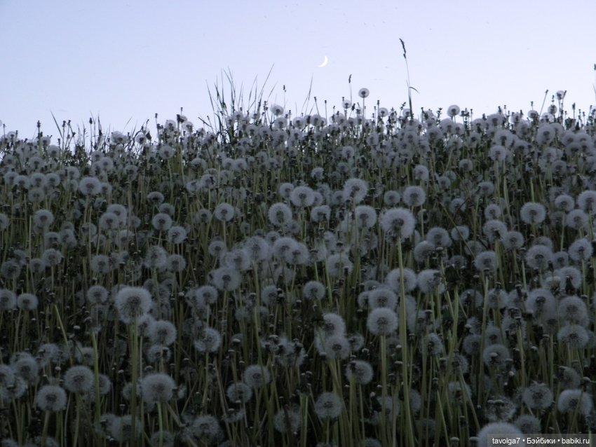 "Королева Одуванчиковых Фей."