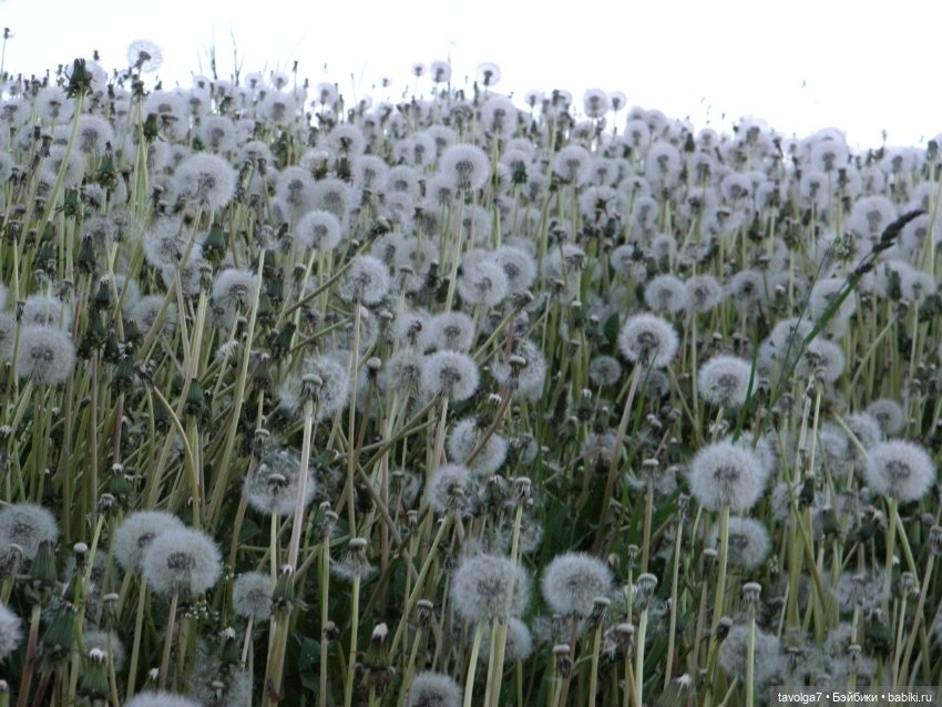 "Королева Одуванчиковых Фей."