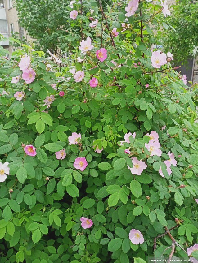 Путешествие Мари и Глаши — Игровые куклы разных производителей (Разное): редкие бренды