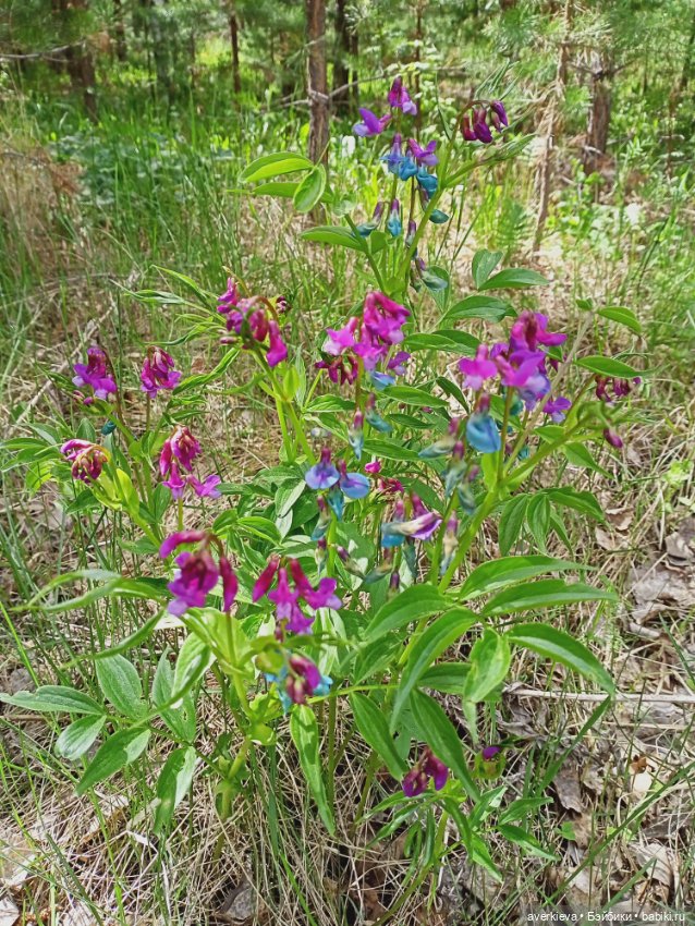 Путешествие Мари и Глаши — Игровые куклы разных производителей (Разное): редкие бренды (фото 9)