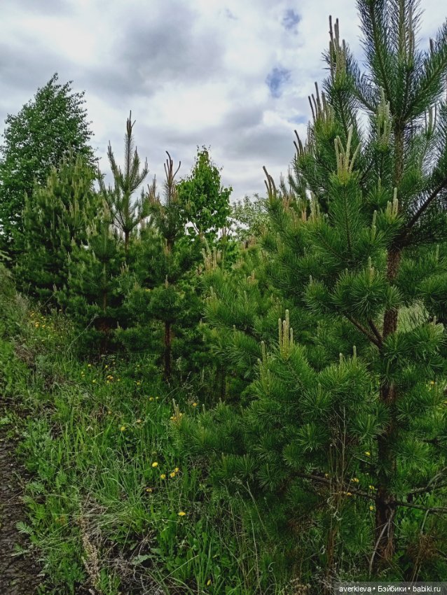 Путешествие Мари и Глаши — Игровые куклы разных производителей (Разное): редкие бренды (фото 6)