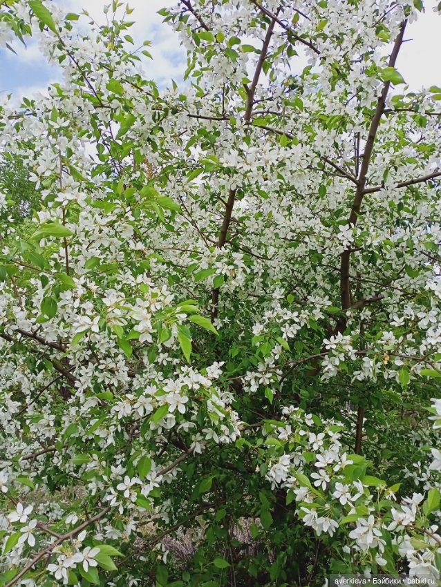 Путешествие Мари и Глаши — Игровые куклы разных производителей (Разное): редкие бренды (фото 5)