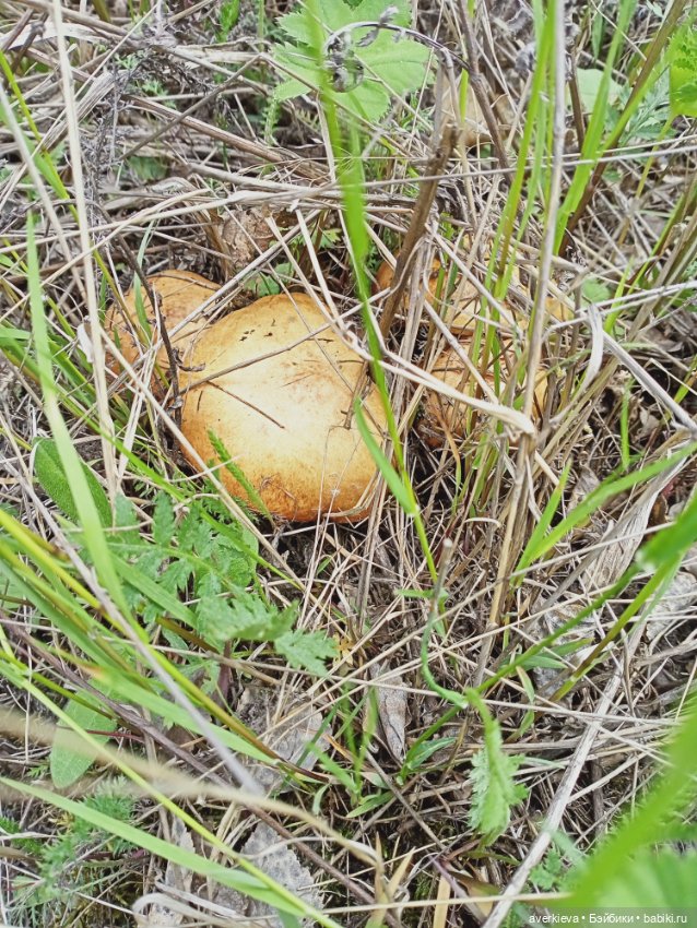 Путешествие Мари и Глаши — Игровые куклы разных производителей (Разное): редкие бренды (фото 3)