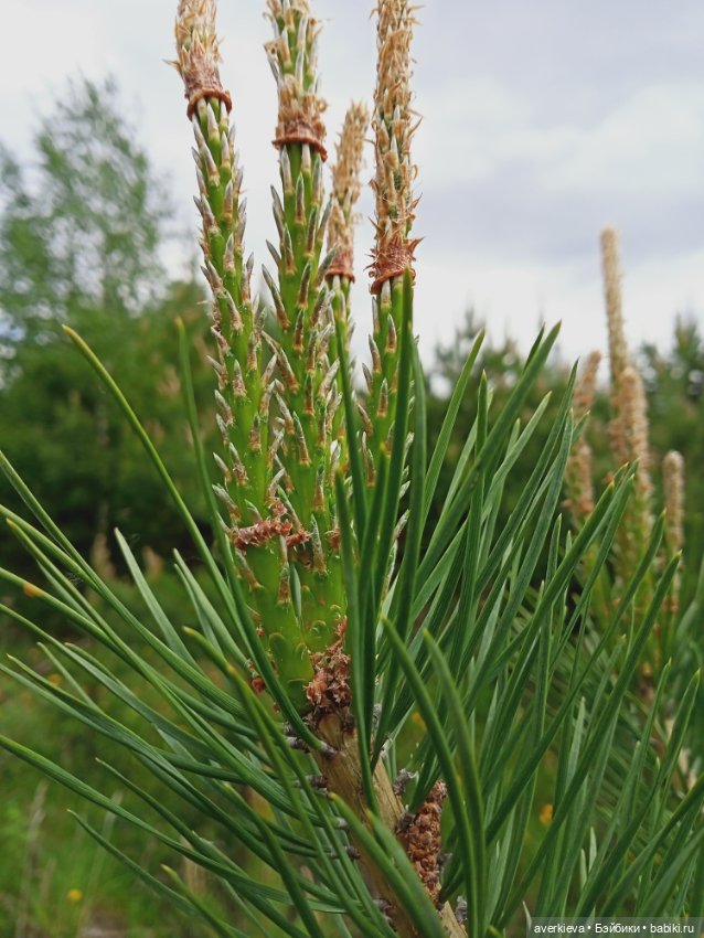Путешествие Мари и Глаши — Игровые куклы разных производителей (Разное): редкие бренды (фото 7)