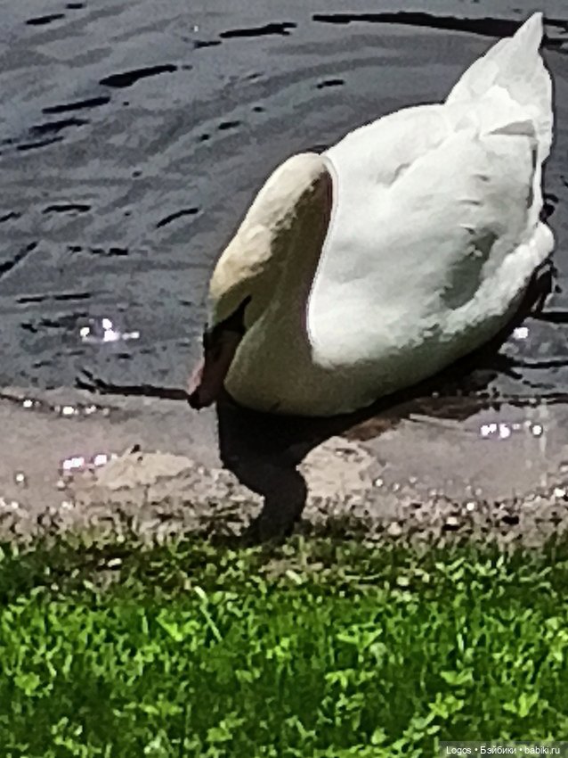 Я к розам хочу, в тот единственный сад.... Или топик длиною в девять лет