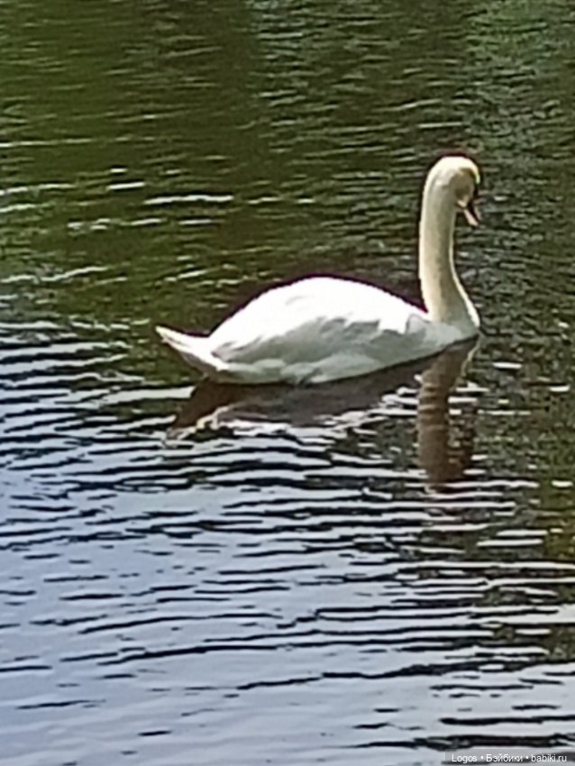 Я к розам хочу, в тот единственный сад.... Или топик длиною в девять лет