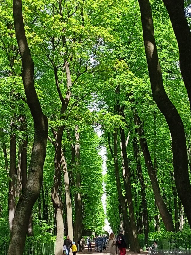 Я к розам хочу, в тот единственный сад.... Или топик длиною в девять лет