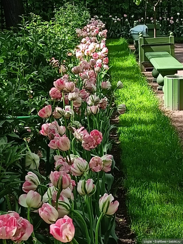 Я к розам хочу, в тот единственный сад.... Или топик длиною в девять лет