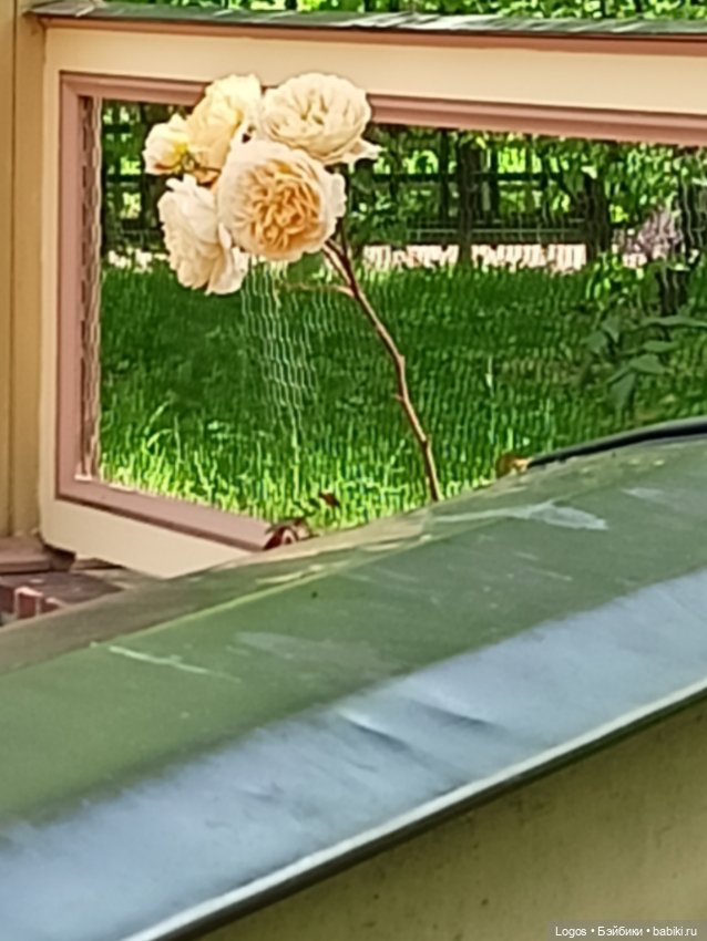 Я к розам хочу, в тот единственный сад.... Или топик длиною в девять лет (фото 2)