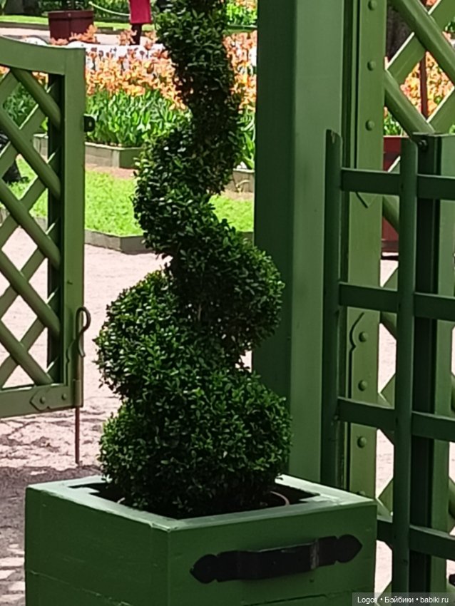 Я к розам хочу, в тот единственный сад.... Или топик длиною в девять лет