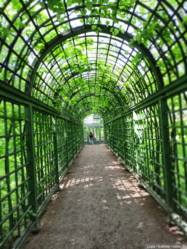 Я к розам хочу, в тот единственный сад.... Или топик длиною в девять лет