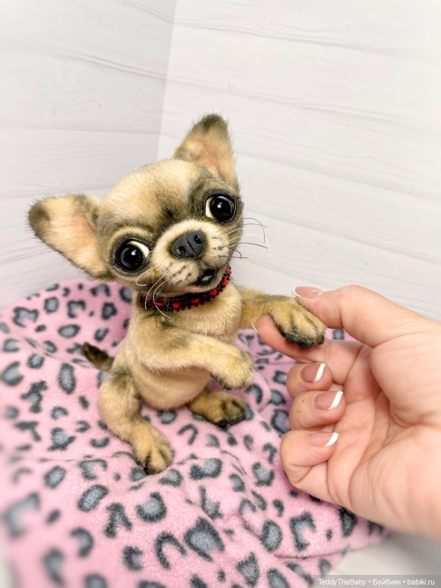 Jorny (Jo) 🐾🐾чихуахуа тедди (фото 6)