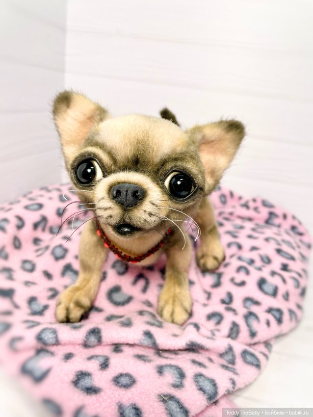 Jorny (Jo) 🐾🐾чихуахуа тедди