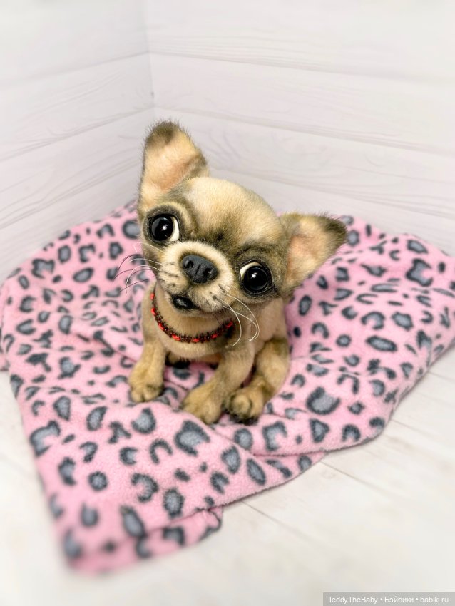 Jorny (Jo) 🐾🐾чихуахуа тедди (фото 7)