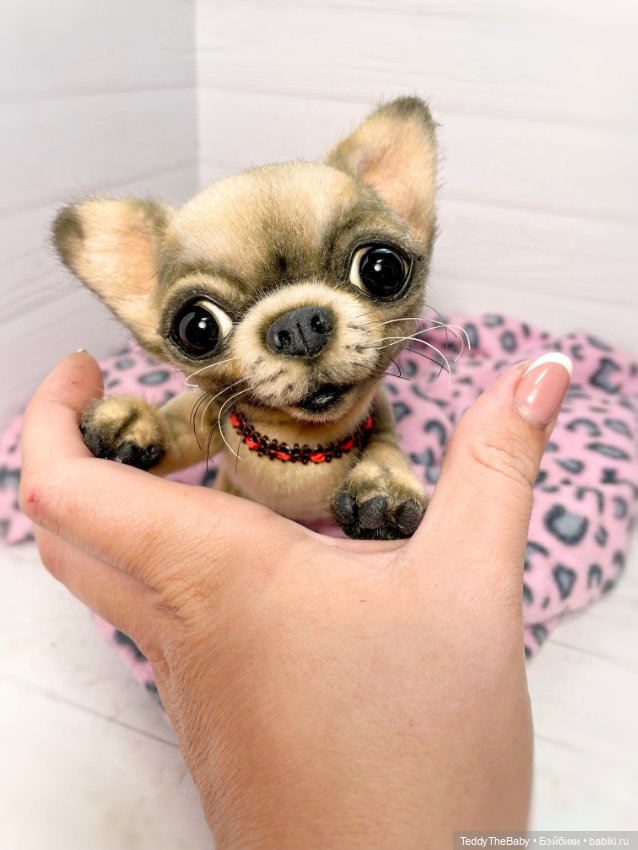 Jorny (Jo) 🐾🐾чихуахуа тедди