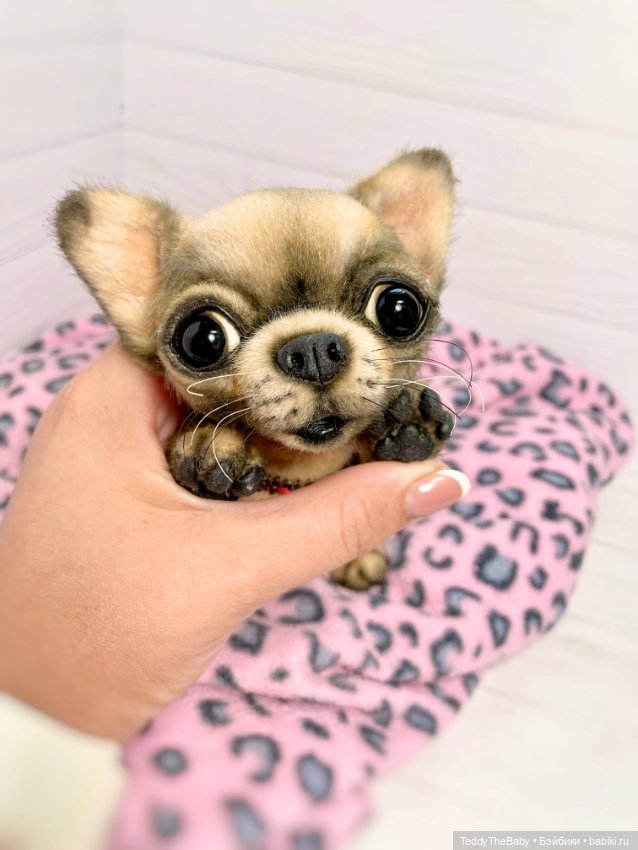 Jorny (Jo) 🐾🐾чихуахуа тедди
