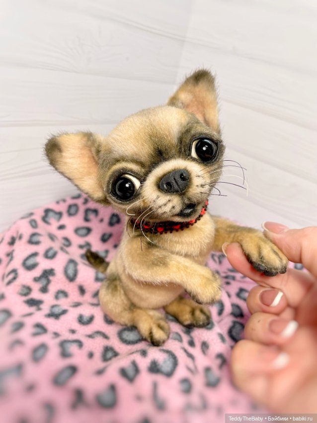 Jorny (Jo) 🐾🐾чихуахуа тедди (фото 3)