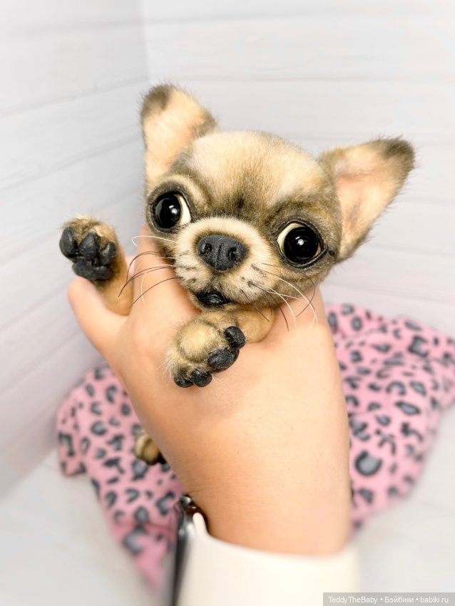 Jorny (Jo) 🐾🐾чихуахуа тедди