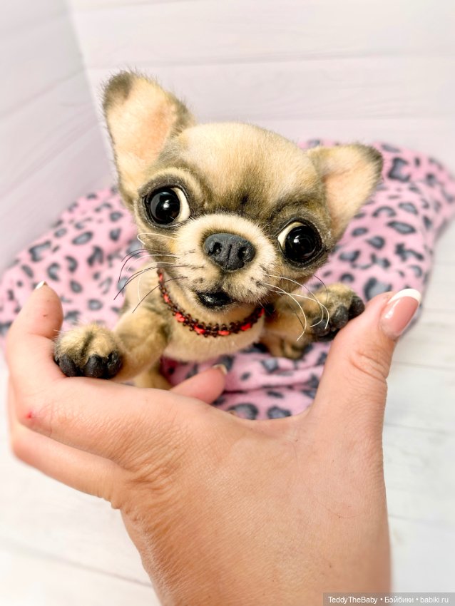 Jorny (Jo) 🐾🐾чихуахуа тедди