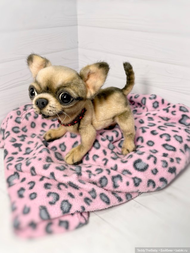 Jorny (Jo) 🐾🐾чихуахуа тедди (фото 10)