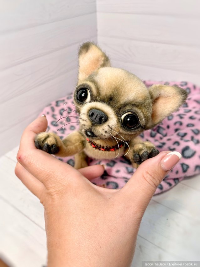Jorny (Jo) 🐾🐾чихуахуа тедди