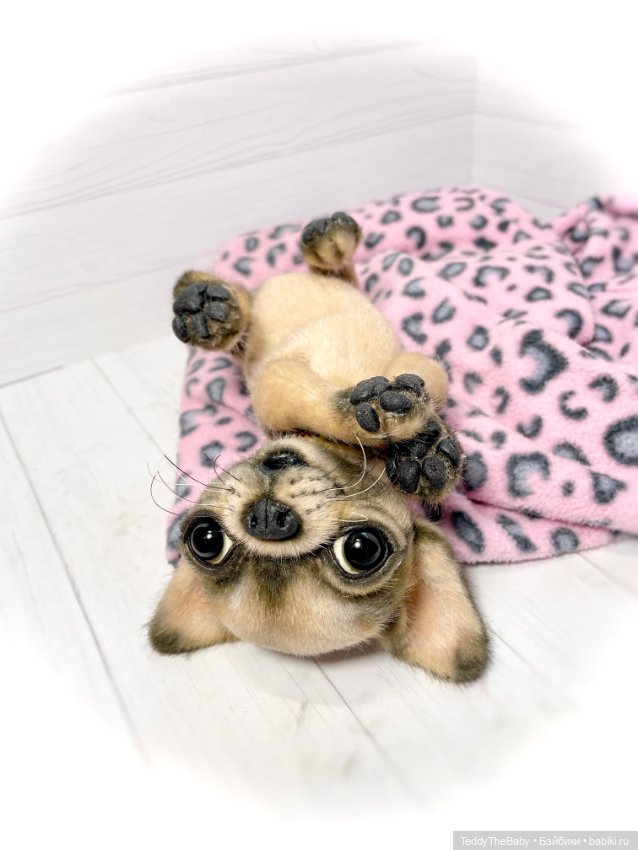 Jorny (Jo) 🐾🐾чихуахуа тедди