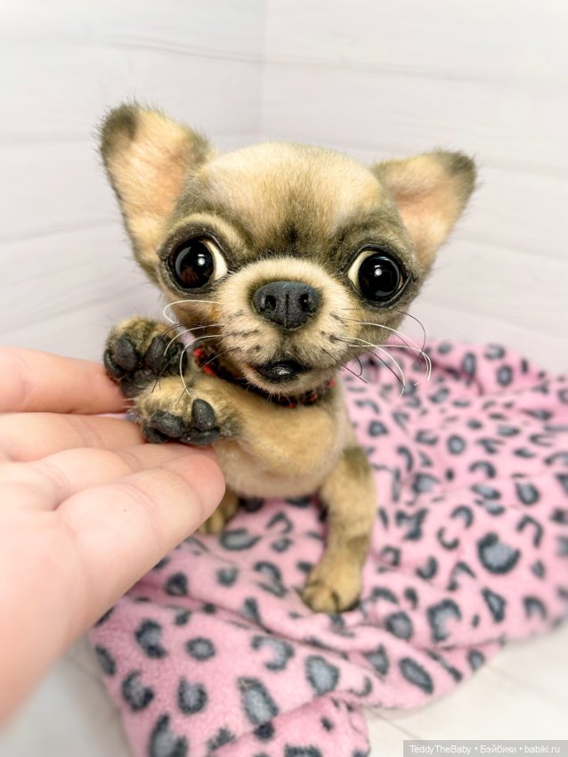 Jorny (Jo) 🐾🐾чихуахуа тедди
