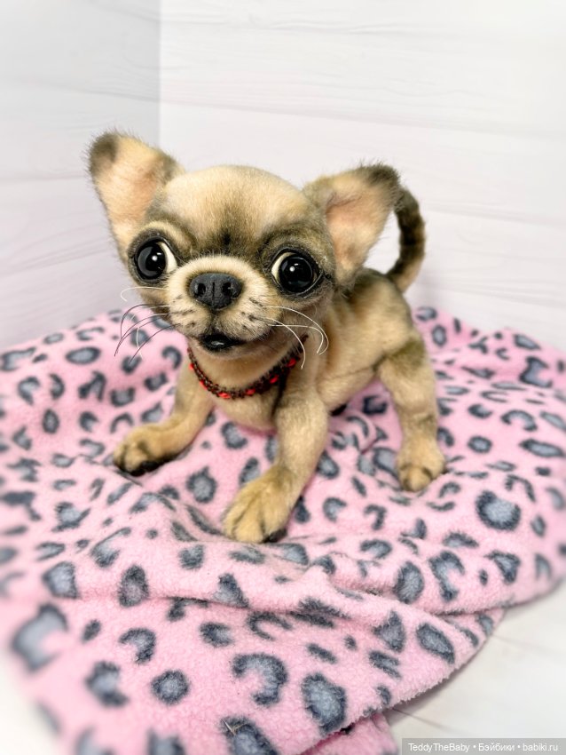 Jorny (Jo) 🐾🐾чихуахуа тедди (фото 9)