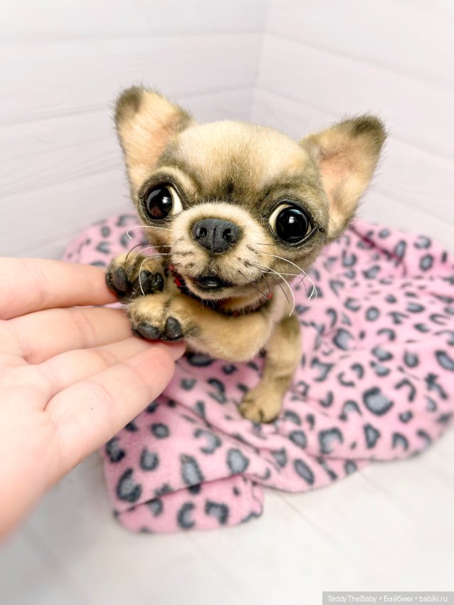 Jorny (Jo) 🐾🐾чихуахуа тедди