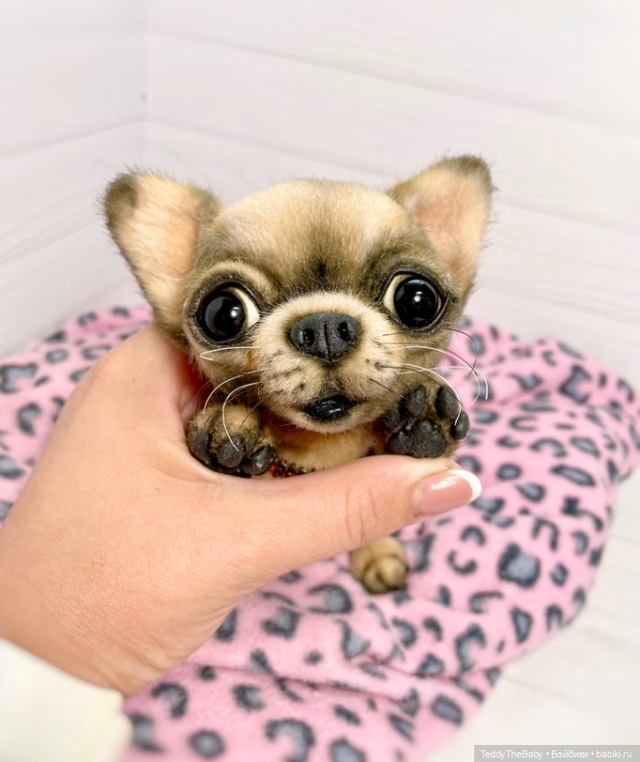 Jorny (Jo) 🐾🐾чихуахуа тедди