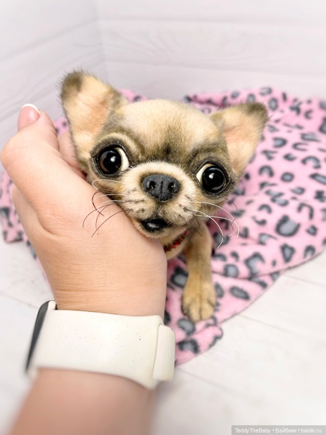 Jorny (Jo) 🐾🐾чихуахуа тедди (фото 2)