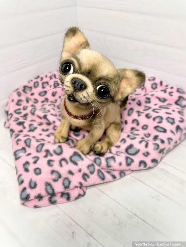 Jorny (Jo) 🐾🐾чихуахуа тедди (фото 8)