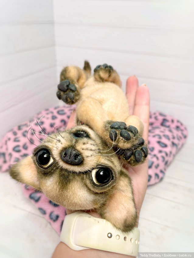 Jorny (Jo) 🐾🐾чихуахуа тедди